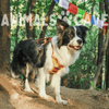Animalscave - FellfreundPro